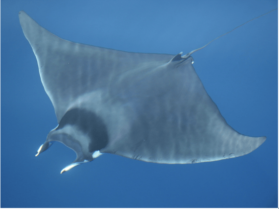 Aloha Devil Ray: 5 Devilish Devil Ray Facts