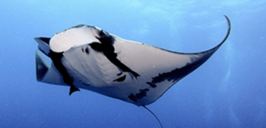 Aloha Manta Ray: 6 Amazing Facts About the Manta Ray