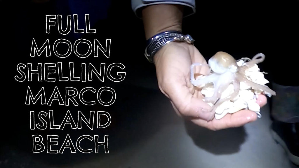Night Shelling Marco Island Beach with Blake!