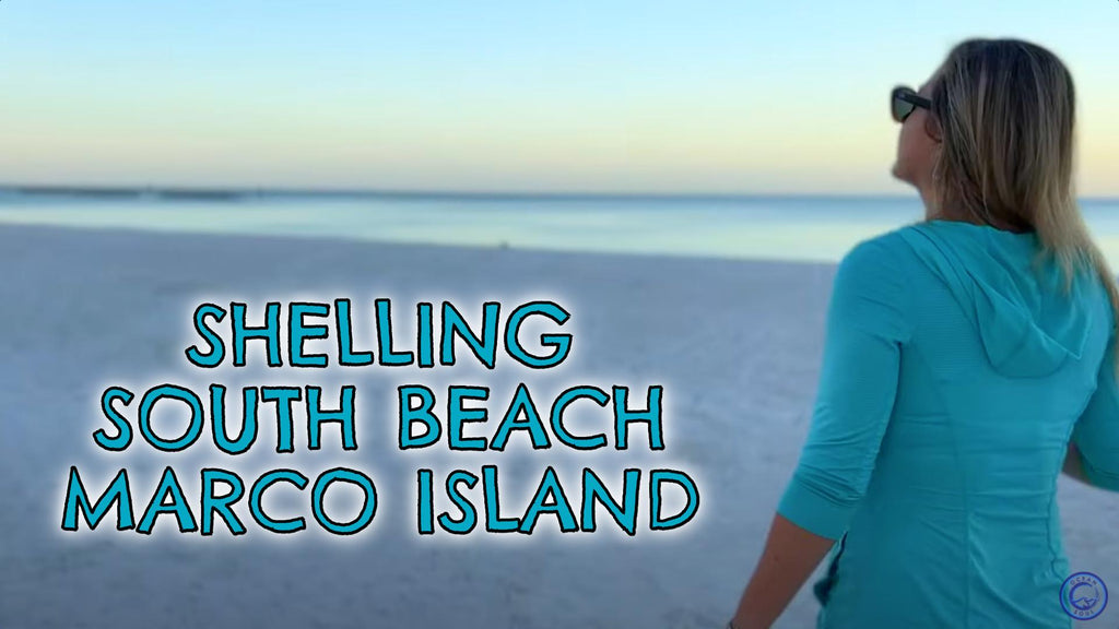 Shelling South Beach 12/17 We find a Junonia chip!!!!