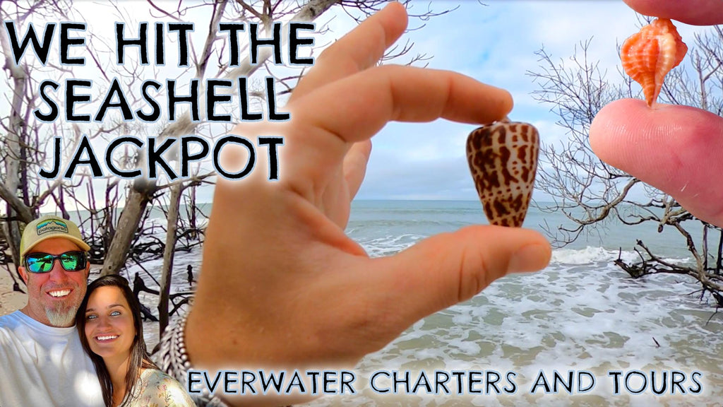 WE HIT THE SEASHELL JACKPOT!!!