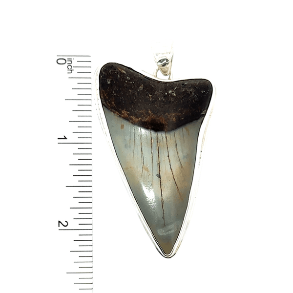 Polished Fossilized Shark Tooth Pendant - Ocean Soul