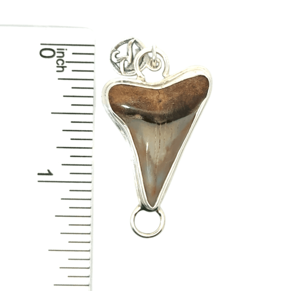 Polished Fossilized Shark Tooth Soul Center - Ocean Soul