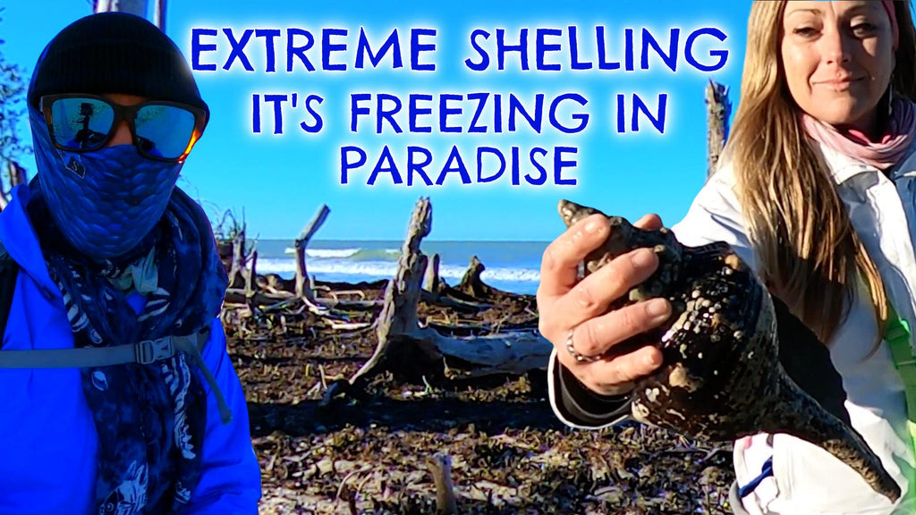 EXTREME SHELLING! It's freezing in paradise!