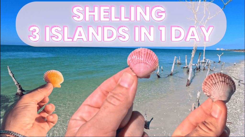 Shelling 3 Islands in 1 Day! Sammy Scallopini's Thanksgiving Special