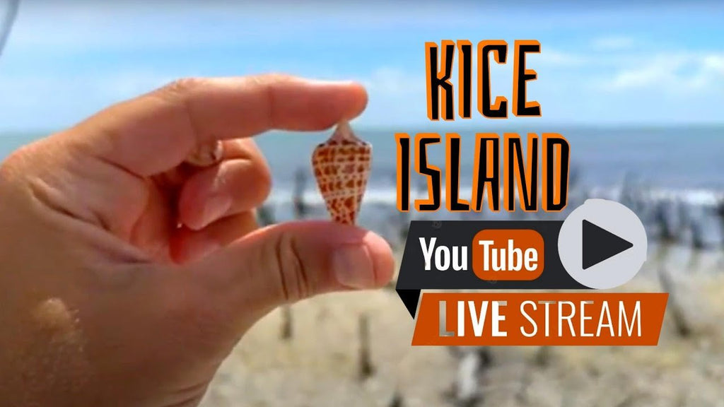 Shelling LIVE on Kice Island!!