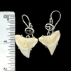 Modern Bull Shark Prong Set Earrings - Ocean Soul