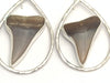 Almond and Shark Tooth Earrings - Ocean Soul