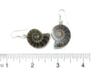 Ammonite Earrings - Ocean Soul