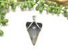 Great White Shark Tooth Wire Wrapped Pendant - Ocean Soul
