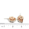 Lightning Whelk Earrings - Ocean Soul